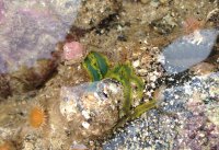 Green ragworm