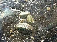Ischnochitons
