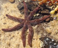 Seven armed sea star