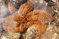 Orange spiny sea star