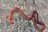 Ragworm