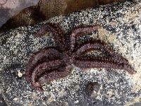 Red seven armed sea star