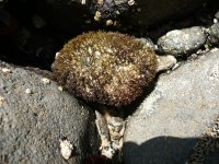 Sea urchin
