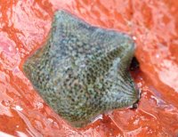 Small green sea star