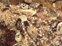 Snake brittle star