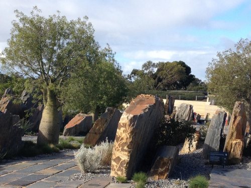 Bottle tree and rocks at the Australian Garden Cranbourne