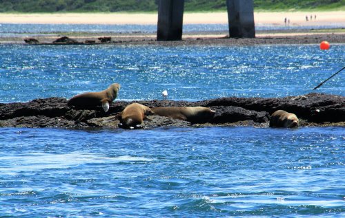 Australian fur seals basking near Newhaven jetty, Phillip Island