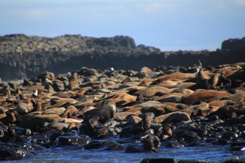 Fur seals at Seal Rocks, Phillip Island Australian Fur seals at Seal Rocks, Phillip Island