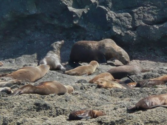 Australian Fur Seals at Seal Rocks basking in the sun