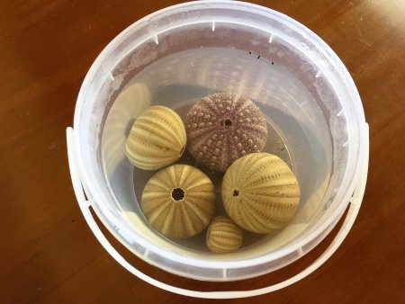 Soak the sea urchins in hot water for at least a day