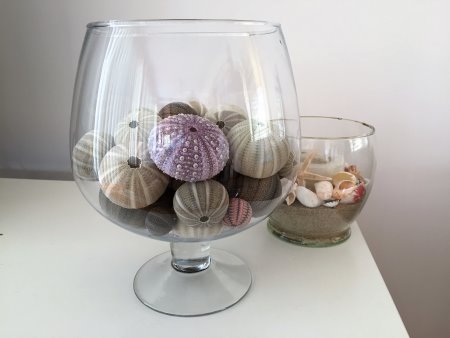 Beautiful sea urchin shells in a decorative vase