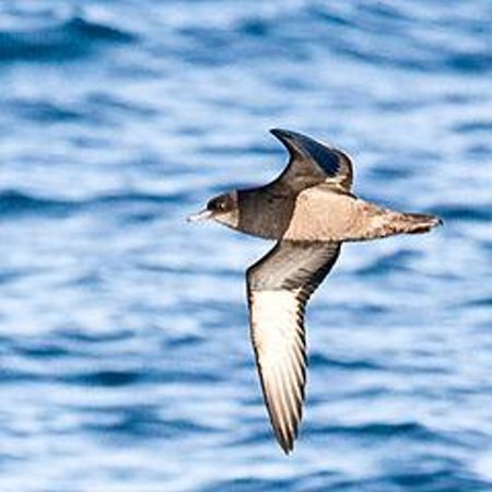 A flying Short-tailed shearwater. Short-tailed Shearwater in flight
