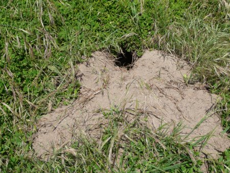 A Short-tailed shearwater burrow in a sand dune. Short-tailed shearwater burrow at rookeries on Phillip Island