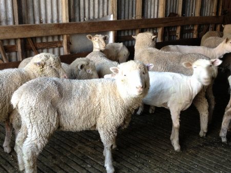 Sheep waiting to be shorn at Warrook Farm