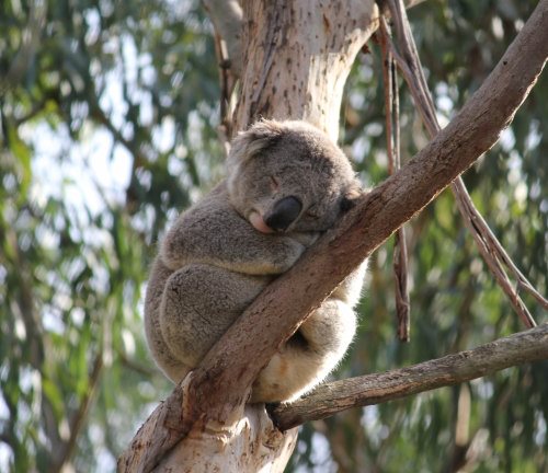 Gorgeous sleeping koala Gorgeous sleeping koala at the Koala Conservation Reserve, Phillip Island