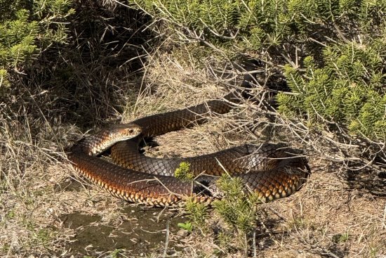 A lowland copperhead snake in undergrowth.