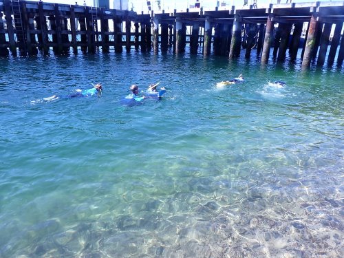 Stingray snorkelling group sets out.