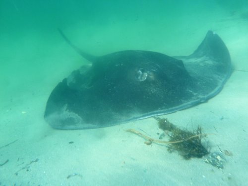 Stingray gliding over the seabed