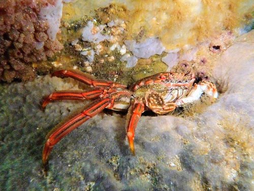 A crab under the San Remo Jetty.