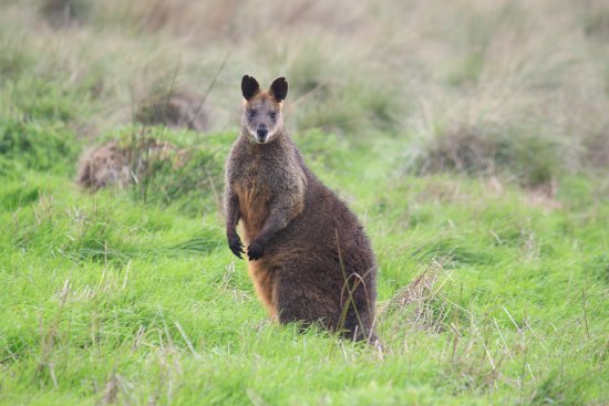 Swamp wallaby in grasslands. Alert swamp wallaby at Summerlands, Phillip Island