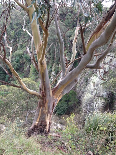 Striking eucalyptus tree at Agnes Falls, Toora