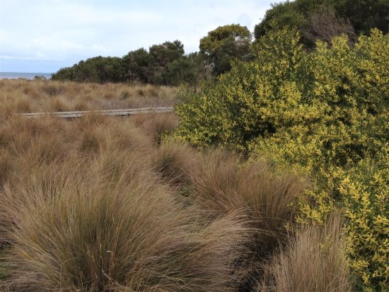 Saltmarsh meadows at Corner Inlet, near Toora.