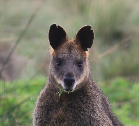Face of a swamp wallaby with grass in its mouth. Grazing swamp wallaby