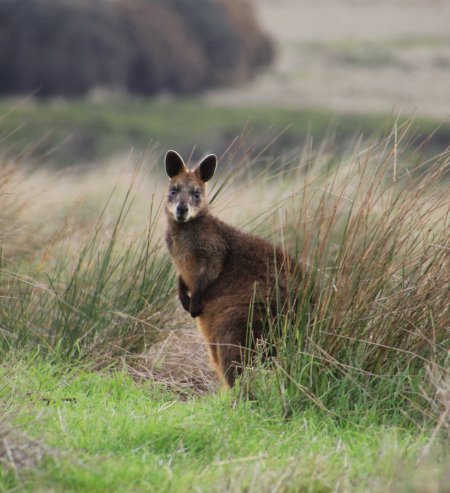 Swamp wallaby at Summerlands, phillip Island