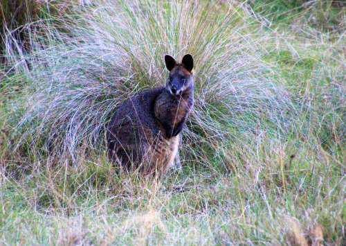 Swamp wallaby on Phillip Island, Australia
