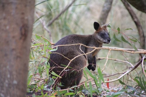 Shy swamp wallaby at the Koala Conservation Reserve.