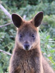 Face of swamp wallaby.