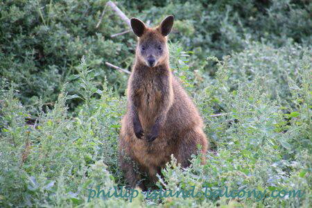 Swamp wallaby in coastal scrub. Swamp wallaby at Cape Woolamai on Phillip Island.
