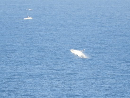 Humpback whale breaching off the south coast of Phillip Island
