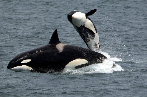 Killer whales (orcas) visit Phillip Island but not in great numbers