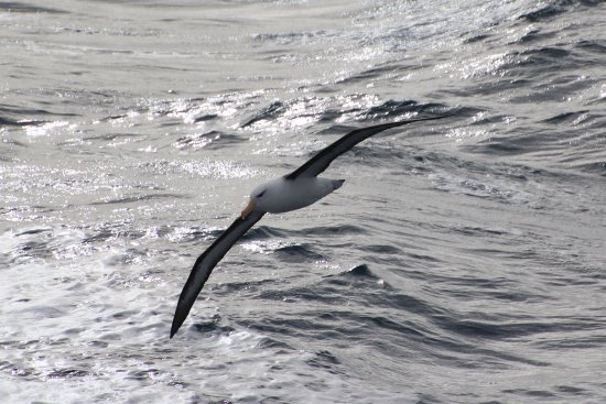 A shy albatross sweeps over the waves as seen from Wildlife Coast Cruises whale watching cruise