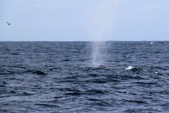 The blow from a humpback whale off Phillip Island