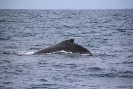 Humpback whale gliding through the water off Phillip Island
