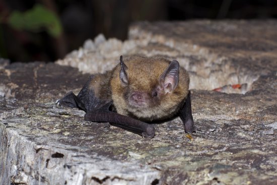 A Southern Forest insect bat - a species found on Phillip Island.