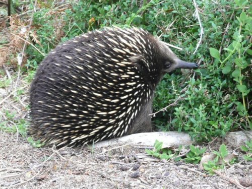A short-beaked echidna, sometimes seen on Phillip Island