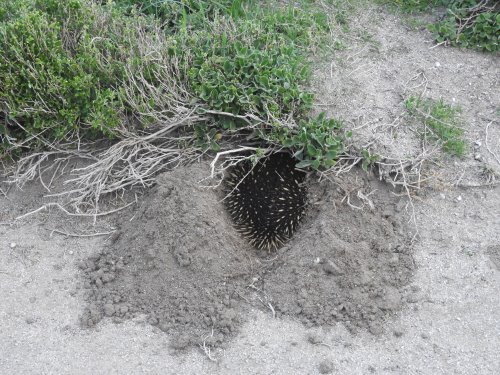 Burrowing echidna at Cape Woolamai, Phillip Island