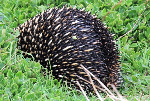 The sharp spines of the short-beaked echidna