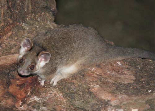 Ring tailed possum in eucalyptus tree, Phillip Island.