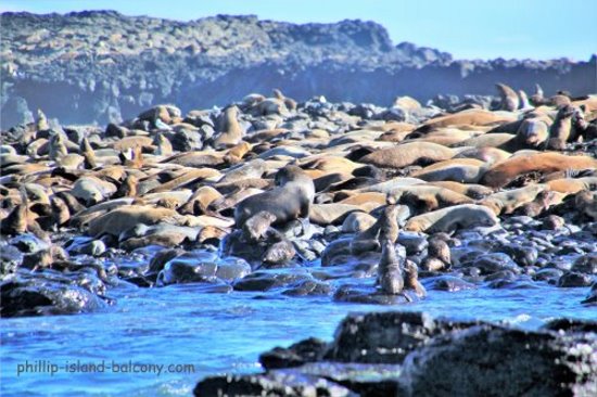 Australian fur seals at Seal Rocks, Phillip Island.
