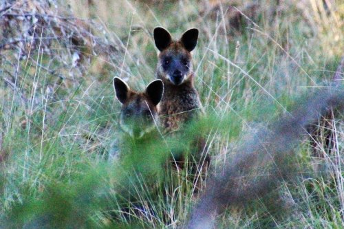 Two swamp wallabies partly hidden by vegetation. Two swamp wallabies peeping through long grass at Oswin Roberts Reserve, Phillip Island.