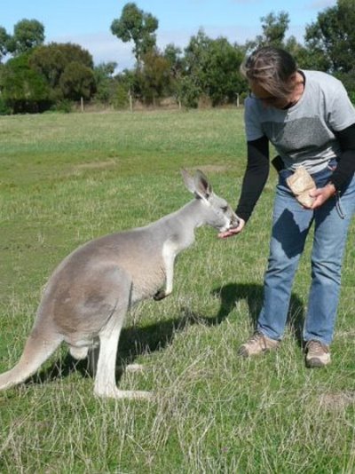 Visitors can hand feed eastern grey kangaroos at the Phillip Island Wildlife Park