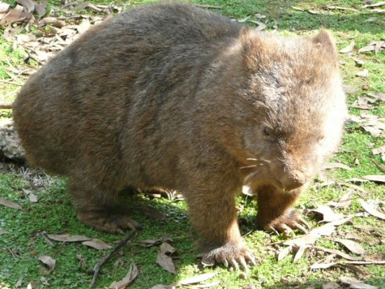 A bare-nosed wombat at the Phillip Island Wildlife Park