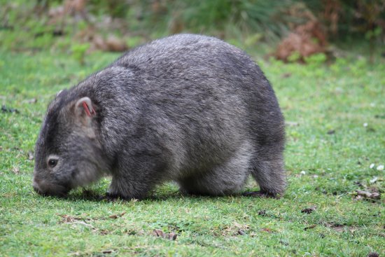 A wombat feeding on the grass at Wilsons Promontory