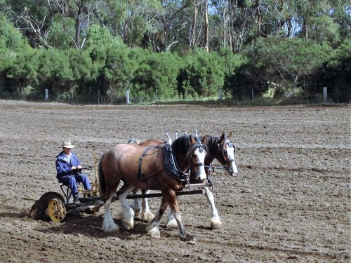 Working horses at the annual Churchill Island Easter Fun Festival.